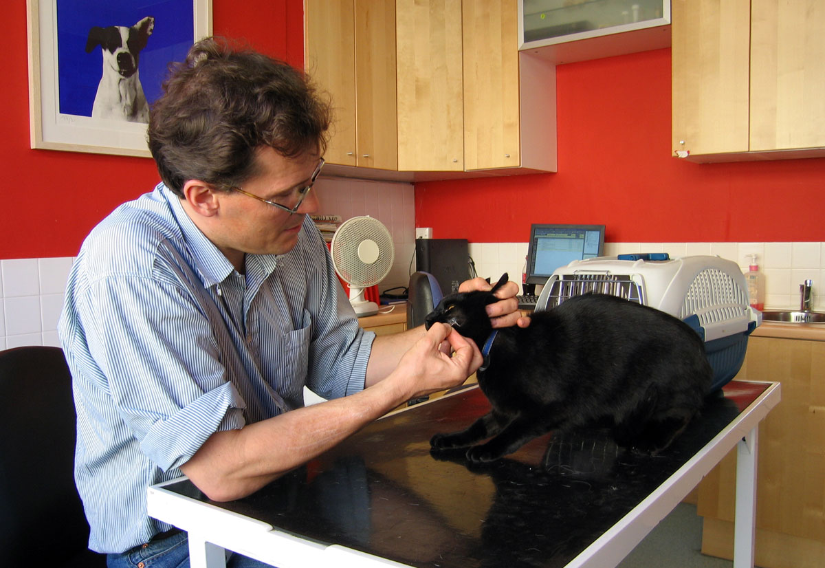 Veterinario atendiendo gato