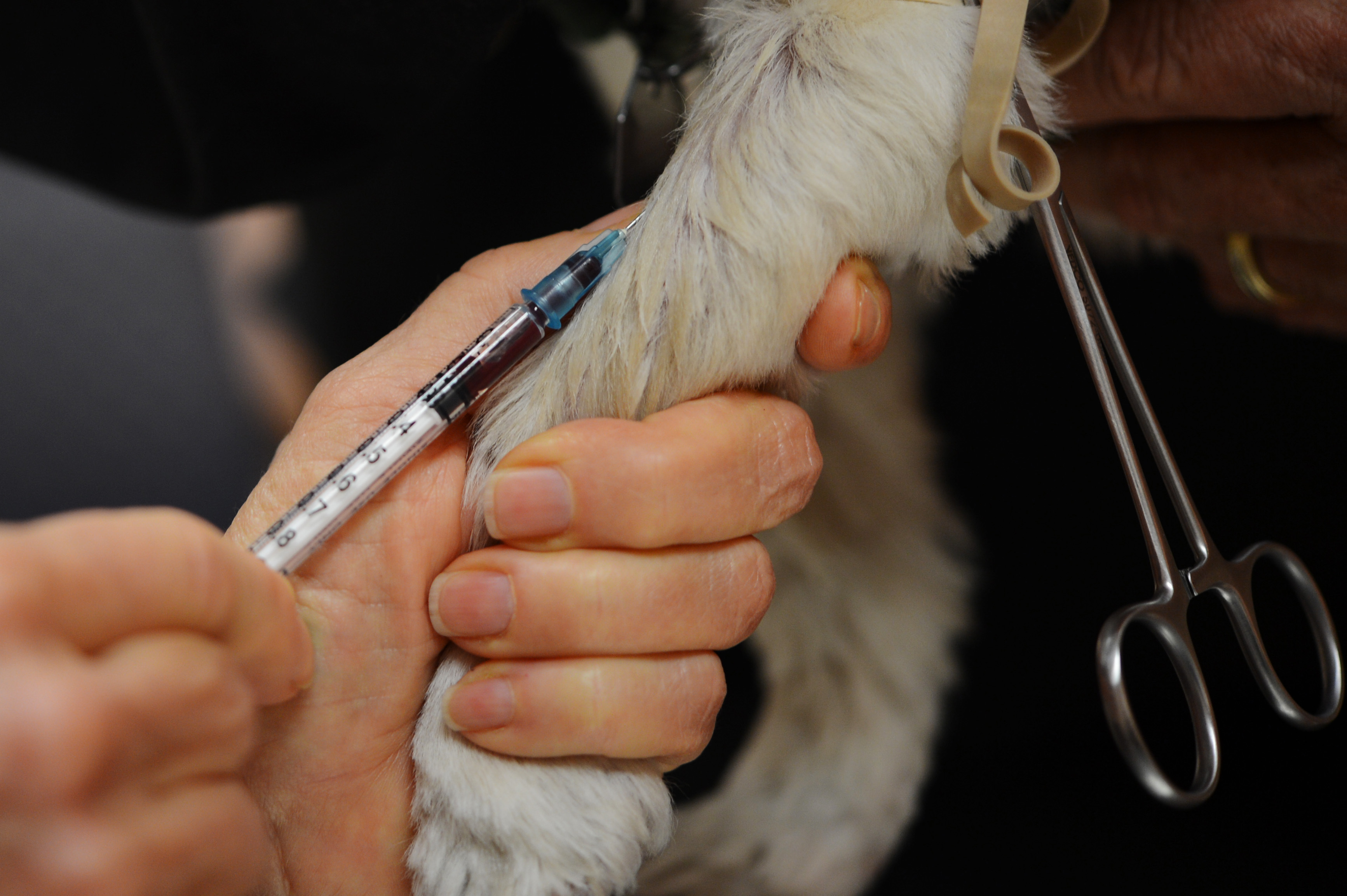 Consulta veterinaria en clinica