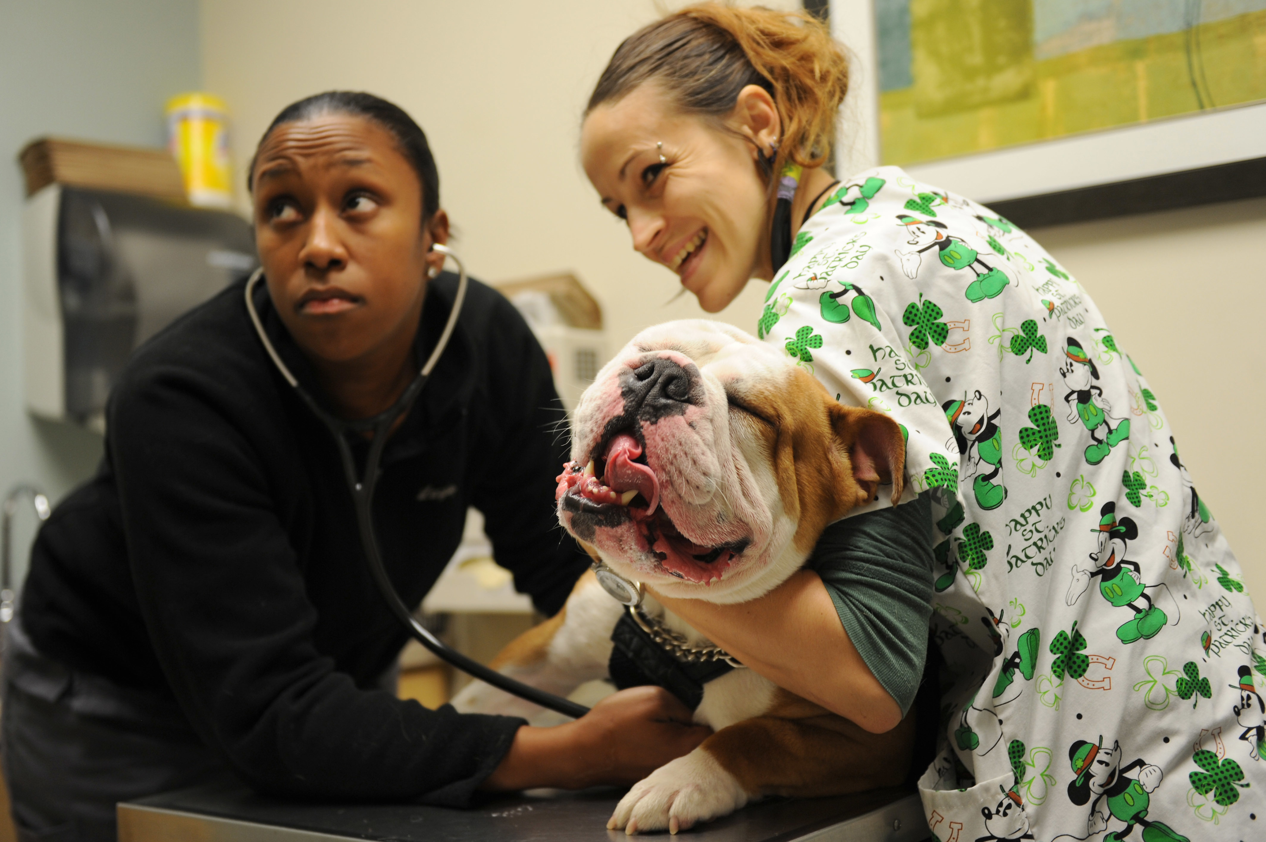 Examen veterinario de mascota